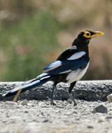 Yellow-billed Magpie juvenile